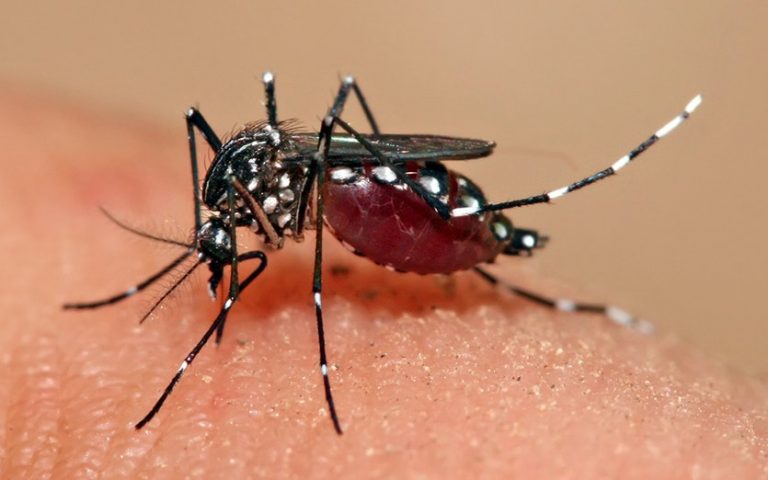 El Dengue llegó a la Capital; los Servicios de Salud comenzaron a fumigar viviendas