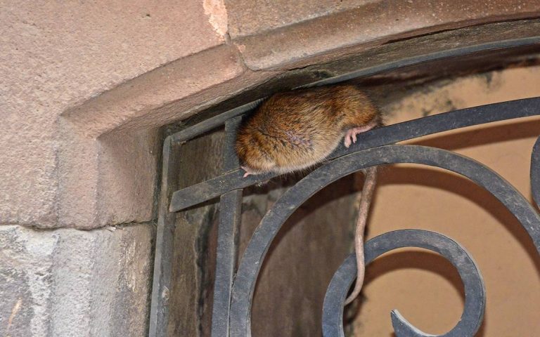 Sigue latente plaga de ratas en plazas y jardines de SLP