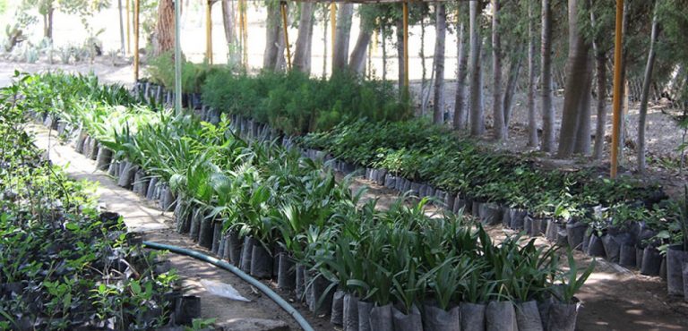 Vivero Municipal de Soledad inicia reforestación de áreas verdes de distintas colonias