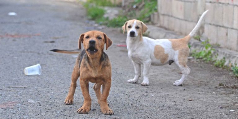 Familias de Canadá adoptarán a 21 perros rescatados en Puebla