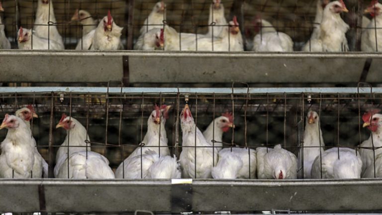 Alemania ordena sacrificar 29 mil pollos tras detectar gripe aviar en granja