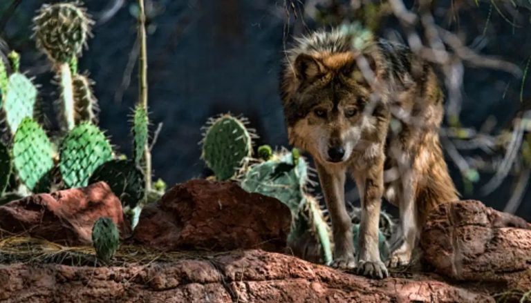 Nace camada de lobos mexicanos en el Zoológico de Chapultepec
