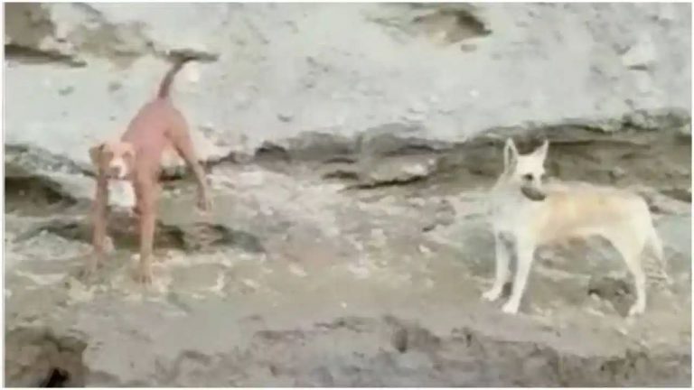 Rescatan a Spay y Spike, los dos perritos que cayeron a socavón en Santa María Zacatepec, Puebla