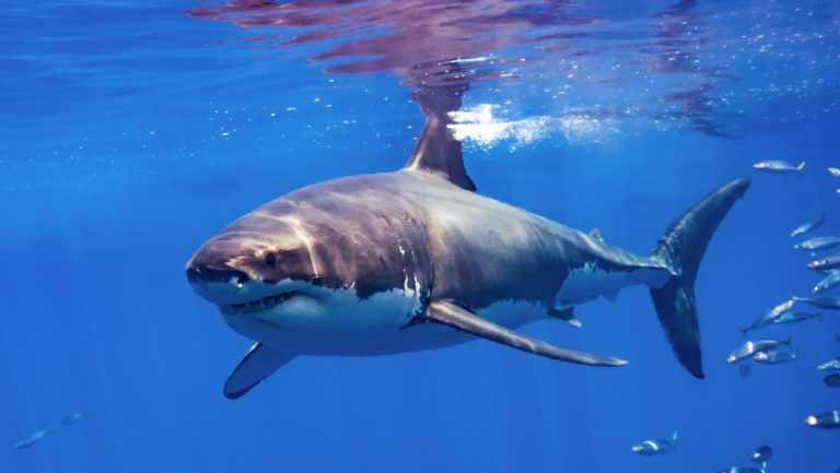 Tiburón salta por encima del agua y muerde en el aire a un hombre que practicaba ‘parasailing’