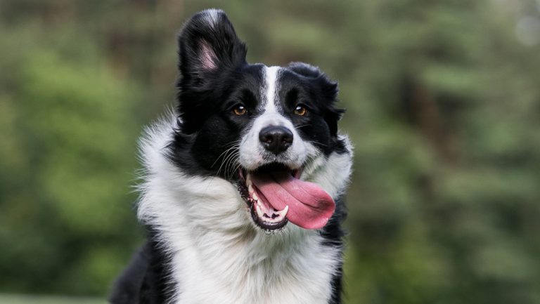 «Excepcional talento»: un estudio sugiere cuál es la raza de perro más inteligente del mundo