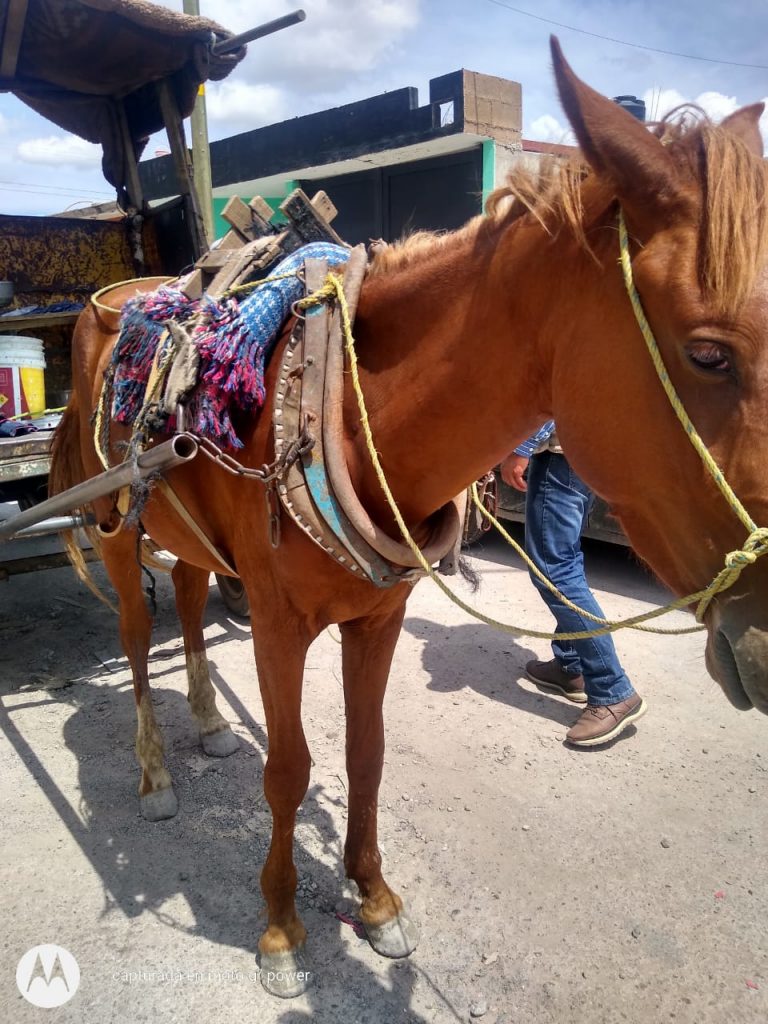 En Soledad se mantiene prohibición de carretas jaladas con tracción animal
