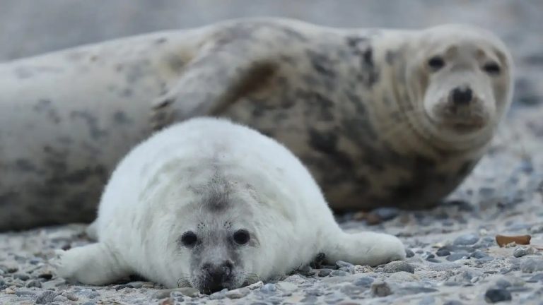 Indignación en Grecia tras muerte de su foca mascota Kostis por un arpón