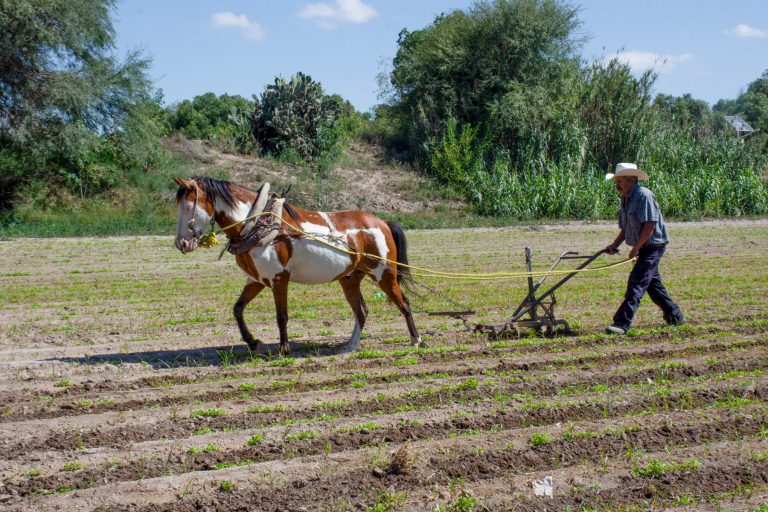 Ayuntamiento de Soledad entrega semilla de maíz forrajero a productores locales