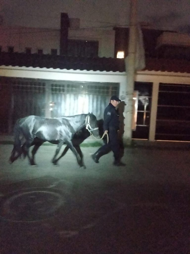 Policías de Soledad aseguran a caballo que deambulaba en la Avenida San Pedro