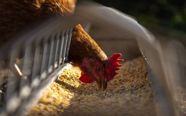 EU registra primer caso humano de gripe aviar H5