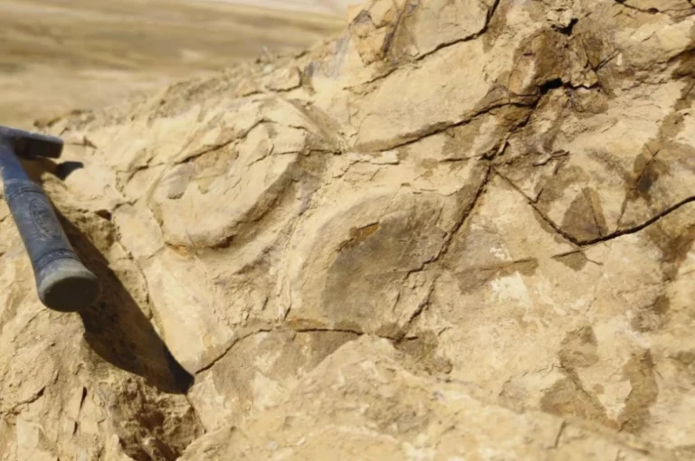Hallan restos de dinosaurio marino en el Himalaya