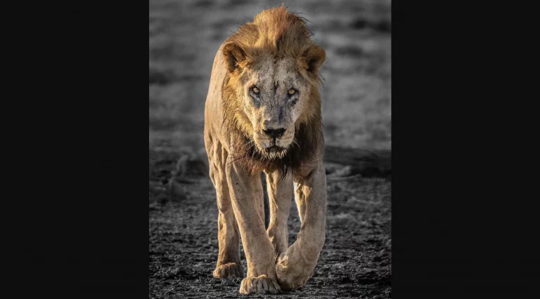 Pastores matan en Kenia al león en libertad más viejo de África