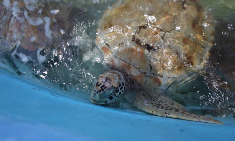 Reactivan hospital de tortugas marinas en Isla Mujeres