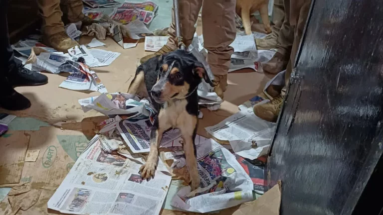Rescatan en casa de Coyoacán a 60 perros hacinados