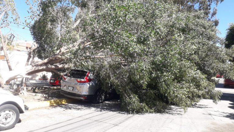 Fuertes vientos derriban árbol en Loma Verde y aplasta a vehículo