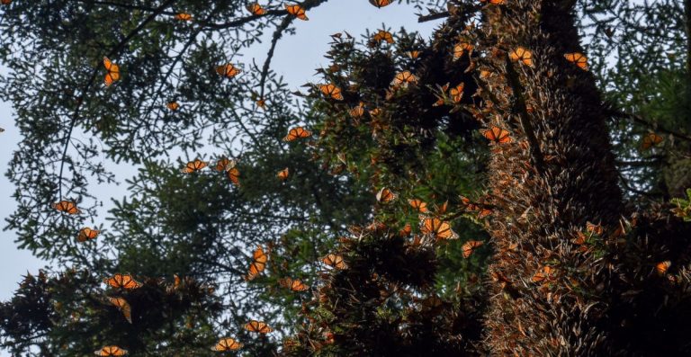 El número de mariposas monarca en sus zonas de hibernación en México cayó 59% este año por el uso de pesticidas y el cambio climático