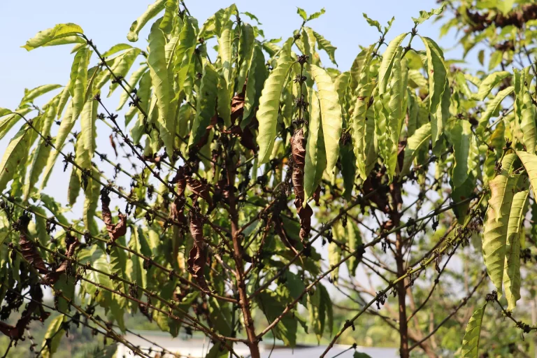 Sequía pone en riesgo al 90 % de los cultivos de café en Chiapas