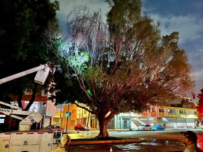 WhatsApp Image 2025-07-08 at 11.08.56 AM